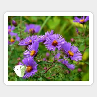 Linger - Purple Asters Sticker